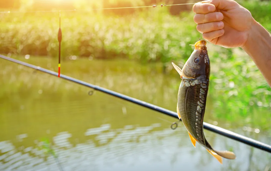 Limite de pêche vs recommandation de consommation au Québec : quelle différence ?