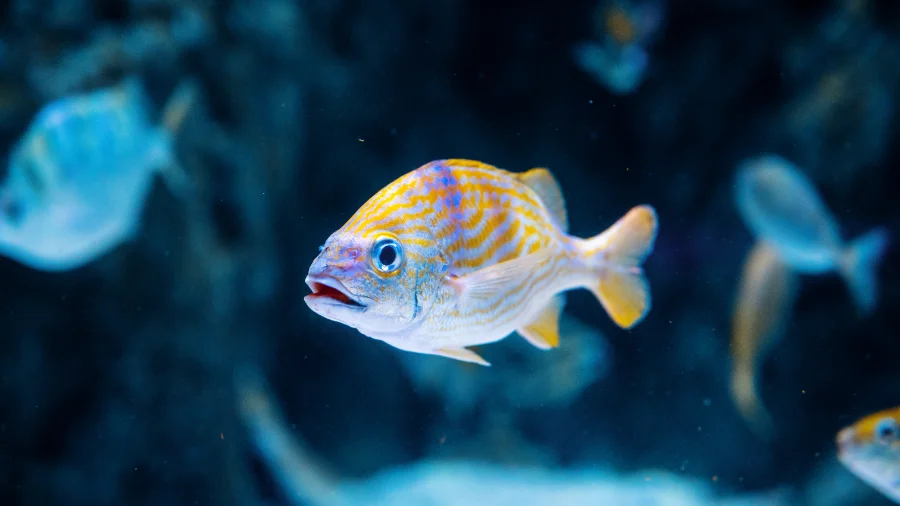 Mercure dans les poissons du Québec : guide de consommation (espèces à limiter et sûres)