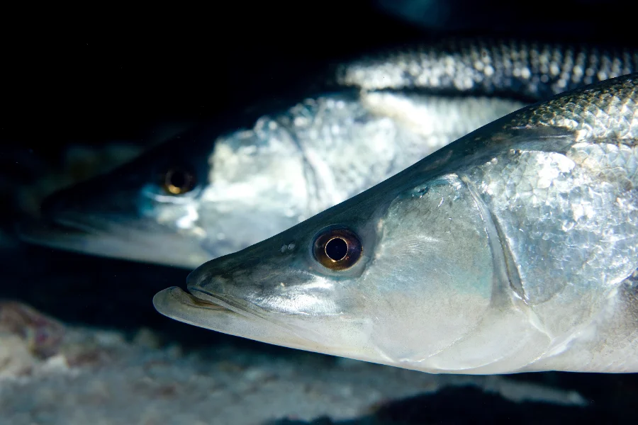 La Pêche des Espèces Spécifiques au Québec : Un Guide Complet