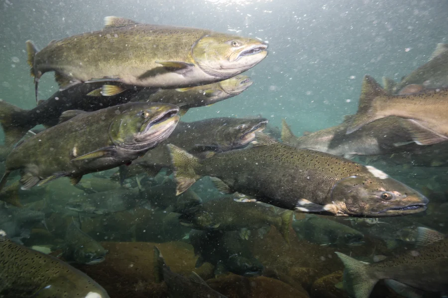 Guide complet de la pêche au saumon atlantique au Québec 2026