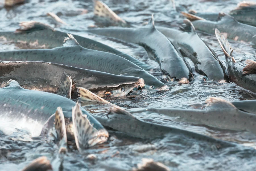 Guide complet de la pêche à la truite mouchetée au Québec (2026)