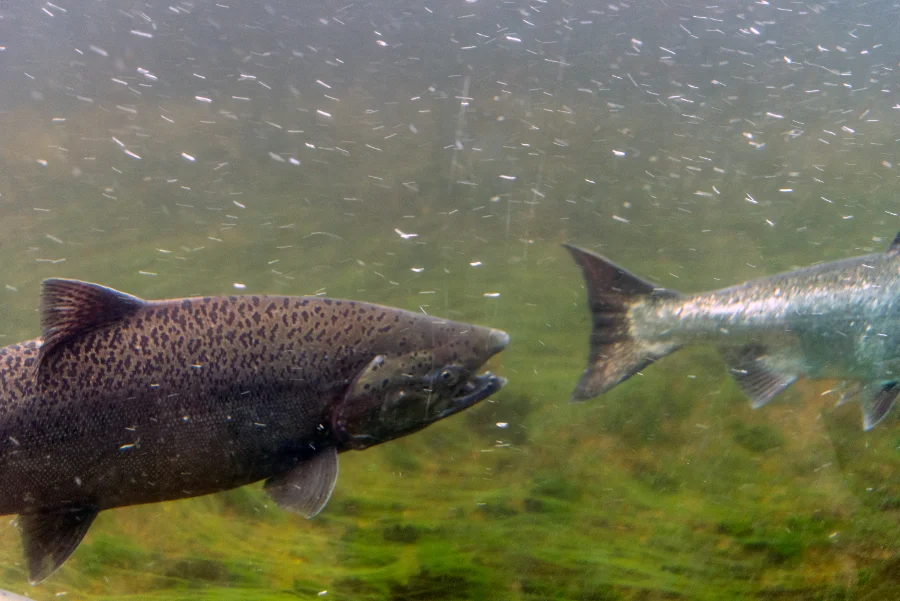 Pourvoiries de pêche au Québec : comment choisir (guide 2026)